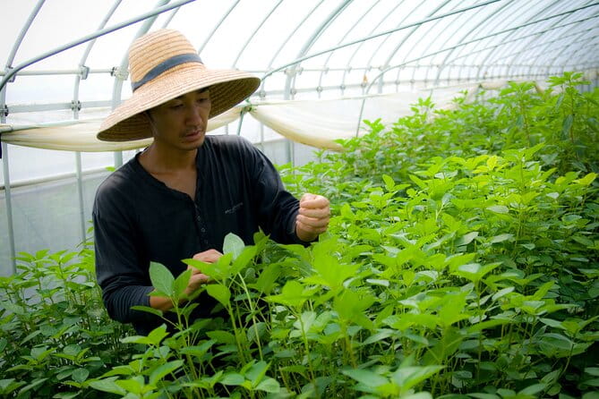 Vegetable Harvesting and Food Culture Experience in Yamada Town - Discovering Yamada Towns Agricultural Heritage