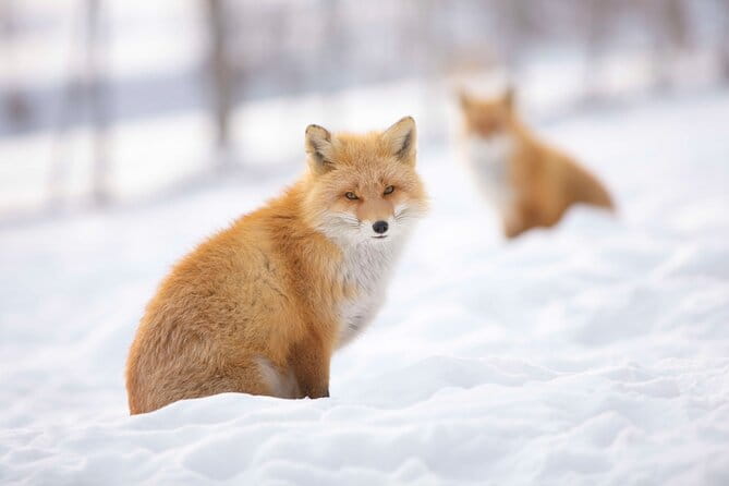 Winter BBQ With the Northern Land Aquarium & Fox Farm in Kitami