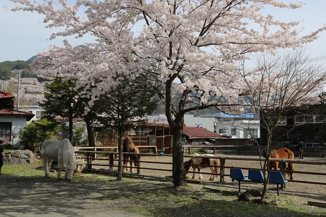 Yabusame Adventure With Mt. Fuji Views