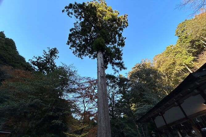 Yoshino Full Day Cycling + Hiking Tour