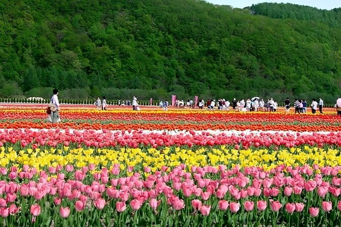 Hokkaido Furano and Biei Private Day Tour（Depart From Sapporo） - Highlights of Furano and Biei
