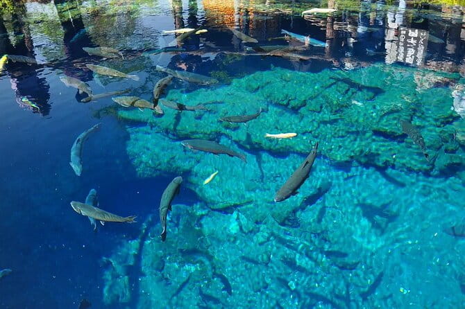 Mt Fuji Kawaguchiko Oishi Park Oshino Hakkai & Gotemba Tour|Tokyo - Visiting Mt. Fuji