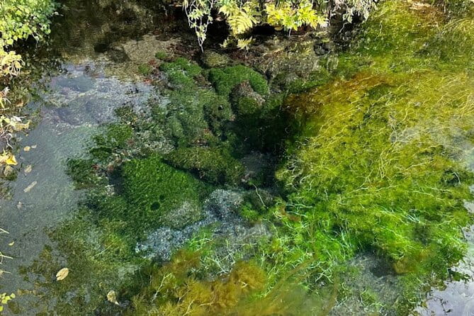 Private Fuji Spring Water Alcohol Distillery Tour（hotel Pick-up） - Alcohol Policy and Age Restrictions