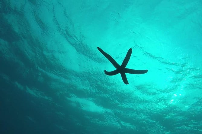 Snorkeling in the Blue Cave Area【Okinawa Prefecture: Free Feeding & Photo Images!English and Chinese Speaking Guide Available! - Maximum Group Size