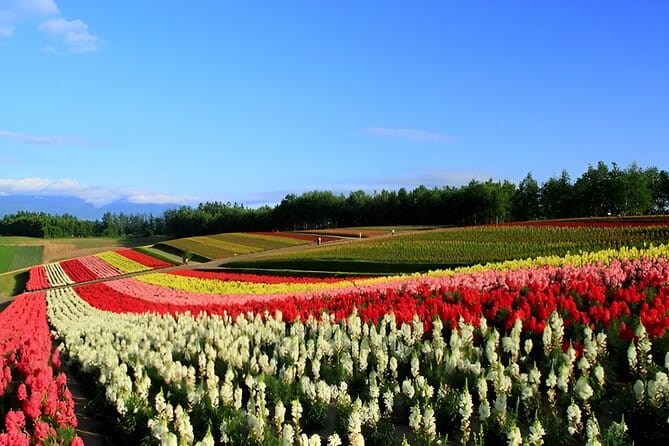 Hokkaido Furano and Biei Private Day Tour（Depart From Sapporo） - Booking Information