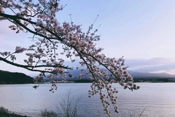 Mt Fuji Kawaguchiko Oishi Park Oshino Hakkai & Gotemba Tour|Tokyo - Discovering Oshino Hakkai