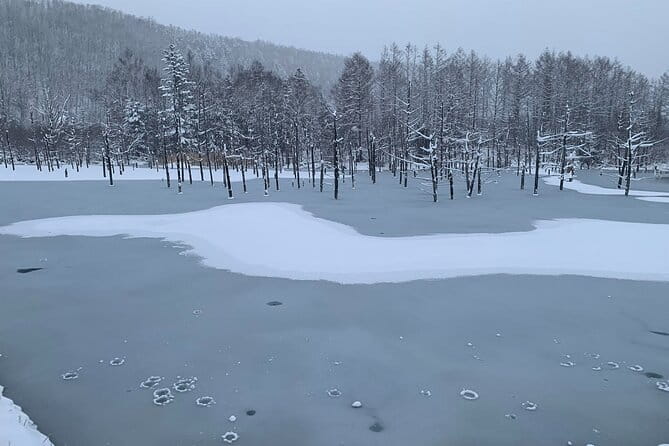 Hokkaido Furano and Biei Private Day Tour（Depart From Sapporo） - Key Points