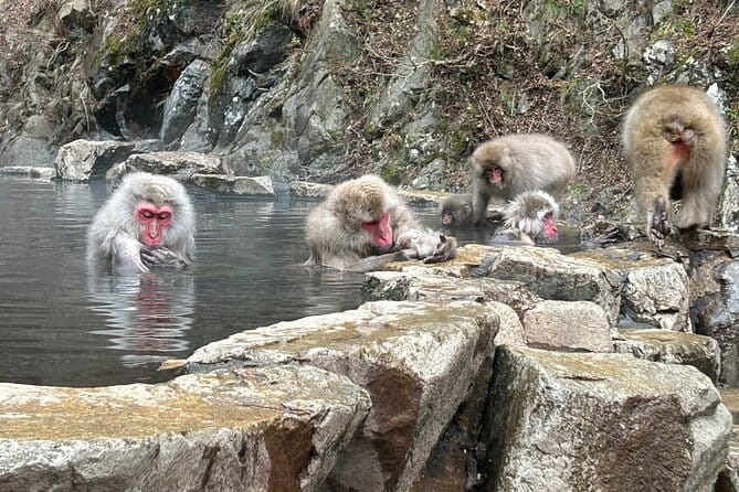 One Way Shuttle Van Transfer, Tokyo⇔Nagano - Key Points