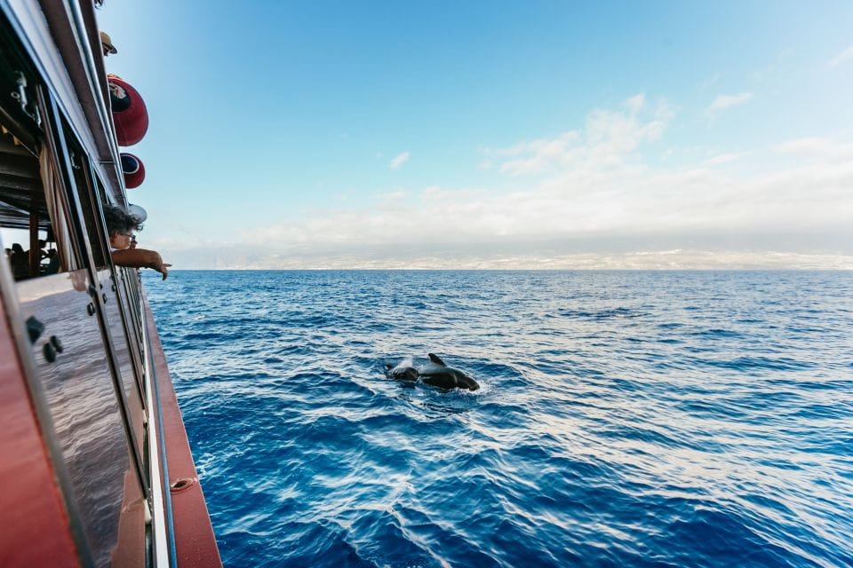 Adeje: Whale and Dolphin Watching With Lunch and Swimming - Overview and Pricing