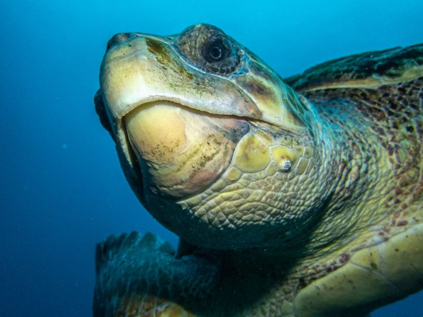 Costa Adeje: Snorkeling Private Lesson for Begginers - Overview of the Lesson