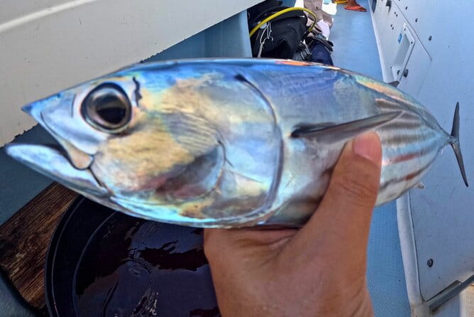 Departing From Onna Village (Maeda Fishing Port)! Fishing Experience/Trolling | Complete Boat Charter Plan (4 Hour Course/7 Hour Course)