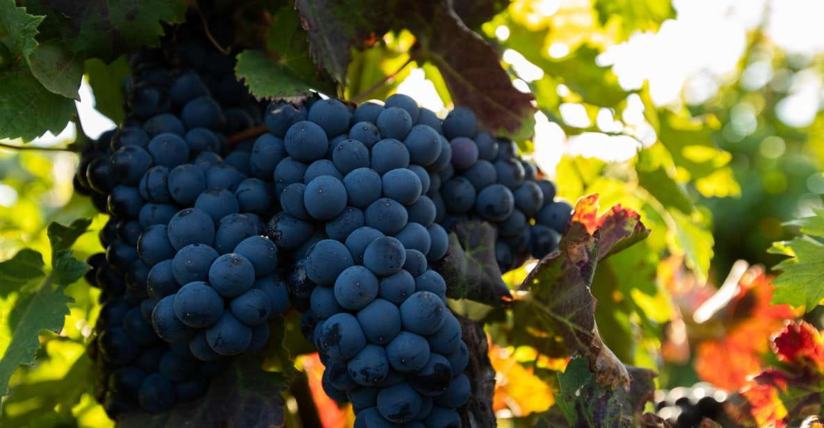 Fuerteventura: Tour of Bodega Conatvs Vineyard With Tasting - Overview of the Tour