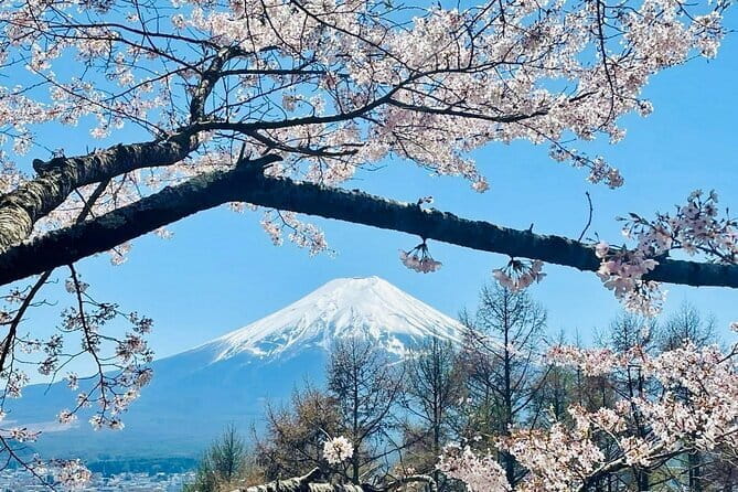 Fuji Hakone Cherry Blossom Private Tour