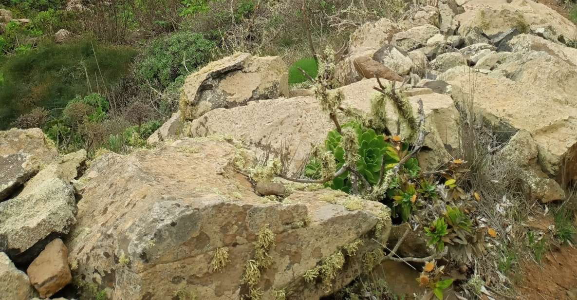 Hiking Around the Valley of 1000 Palms - Overview of the Hiking Experience