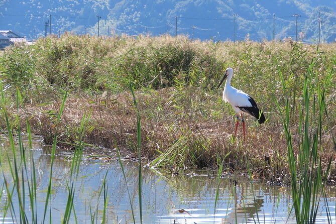 Kinosaki:Rental Electric Vehicles-Natural Treasures Route-/120min
