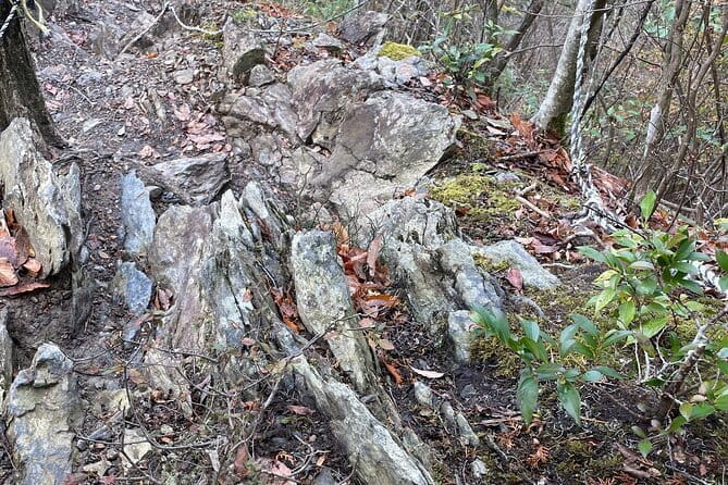 Kyoto Arashiyama Bamboo Forest Hidden Hiking Tour - Tour Overview