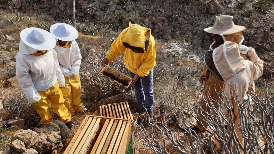 La Gomera: Flower Guided Tour With Butterflies and Bees