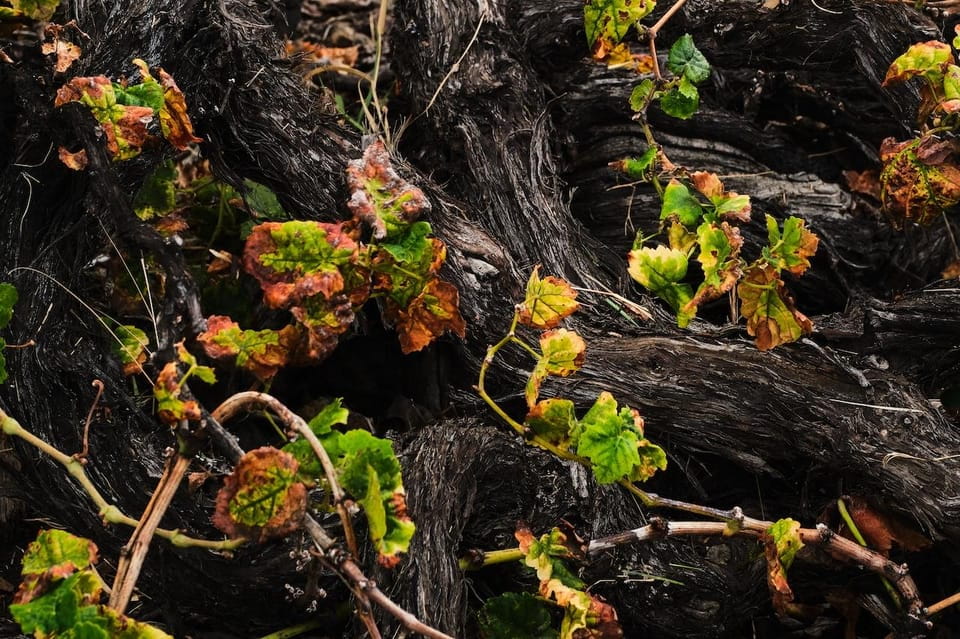 La Palma: Bodegas Teneguia Winery Tour With Wine Tasting