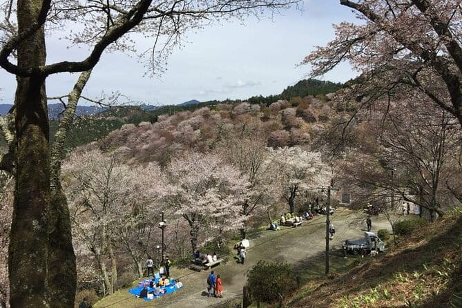 Private Full-Day Guided Tour in Yoshino, Japanese Mountain - Tour Overview and Pricing