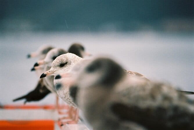 Private Kyoto Seaside Tour to Amanohashidate and Ine’s Boathouses