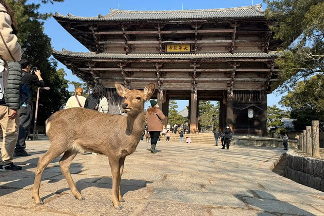 Private Nara Tour and Sake Tasting (Departing From Kyoto/Nara) - Overview of the Private Nara Tour