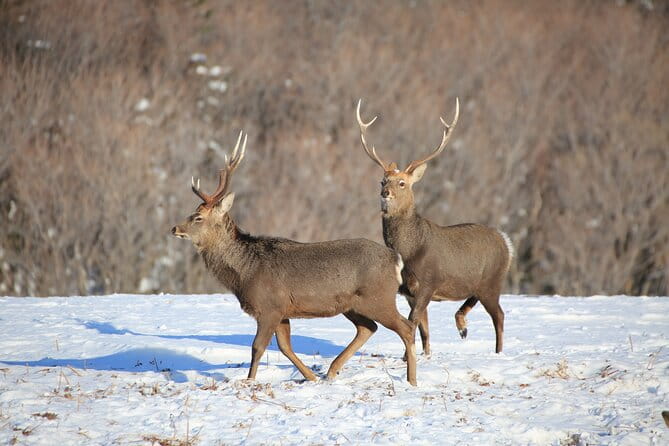Red Crowned Crane and Wildlife Watching