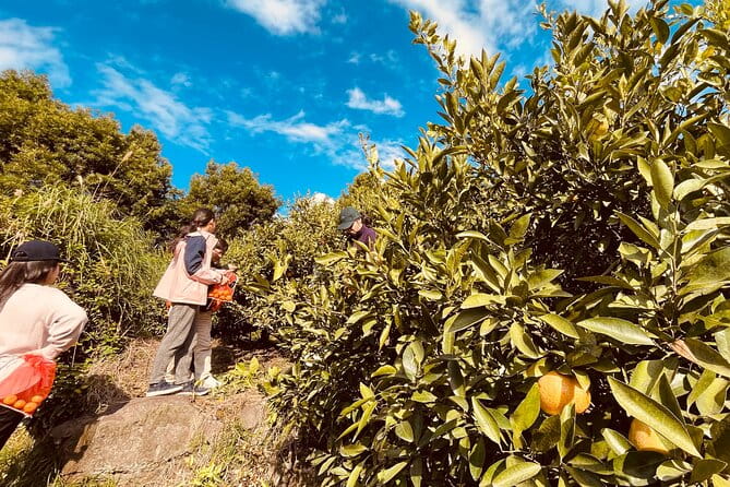 Sakurajima Blessings of the Earth Ride