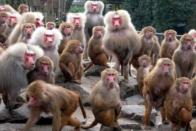 Snow Monkey Park & Zenkoji Temple Nagano Pvt. Full Day Tour. - Tour Overview