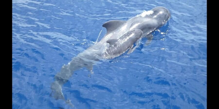 Costa Adeje: Whale and Dolphin Cruise With Food and Pickup - Experience Highlights