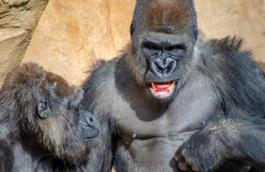 Fuengirola: Bioparc Entrance Ticket - Experience Highlights