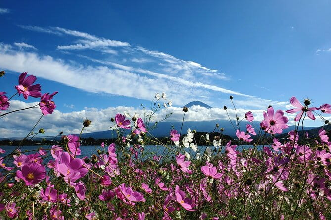 Guided Yokohama Port to Mt. Fuji Private Tour GREEN NUMBER PLATES - Transportation and Accessibility