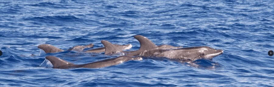 Lanzarote: Sea Safari Experience - Adventure Highlights and Inclusions