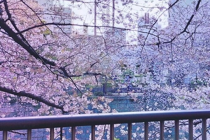 Licensed Guide Tokyo Meguro Cherry Blossom Walking Tour - Start Time and Inclusions