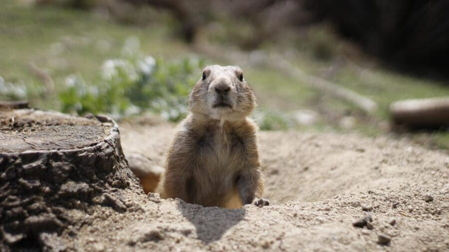 Madrid: Faunia Entry Ticket - Entry Experience Overview