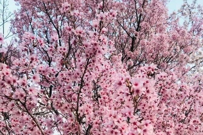 Mt.Fuji Day Tour From Tokyo With Chinese and English Service - Meeting and Pickup Details