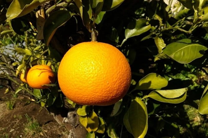 Mt Koya 1 Day Bus Tour From Osaka - Inclusions and Amenities