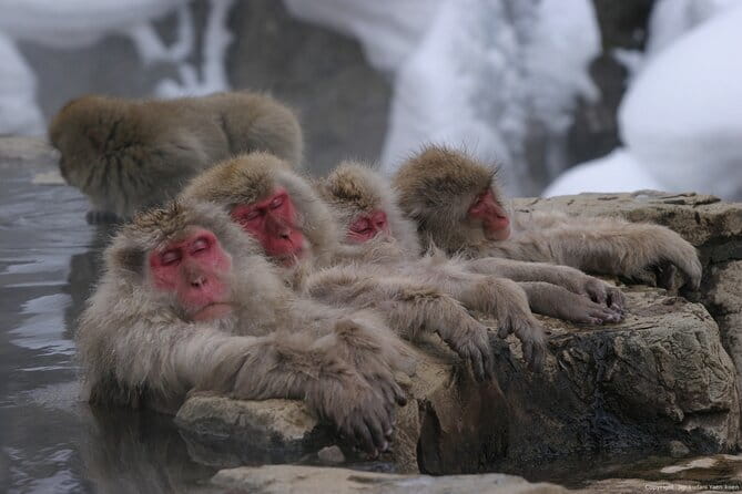 Nagano Snow Monkey 1 Day Tour With Beef Sukiyaki Lunch From Tokyo - Itinerary and Highlights