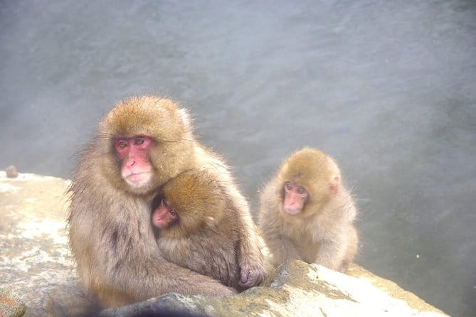 Nagano Winter Special Tour Snow Monkey and Snowshoe Hiking!! - Inclusions of the Tour