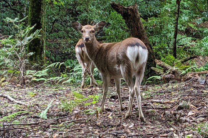 Nara - Heart of Nature Bike Tour - Exploring Naras Natural Beauty