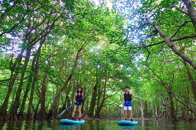 Okinawa Iriomote Mangrove SUP or Canoe Tour - Equipment and Safety Gear