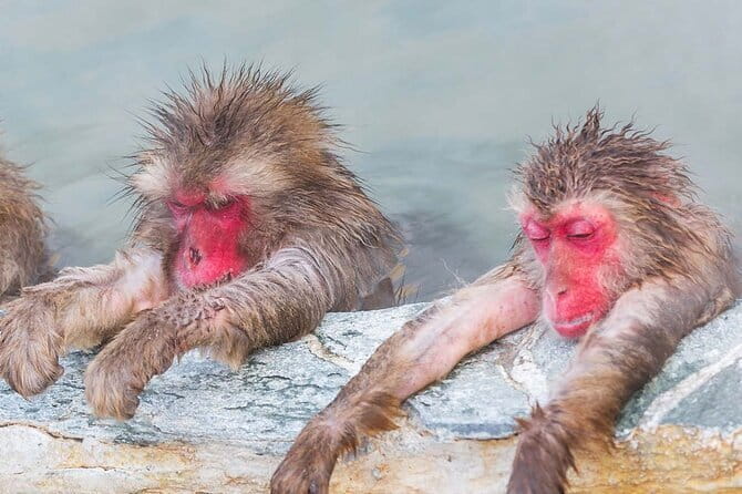 Snow Monkey and Shibu Onsen Afternoon Group Tour From Myoko Kogen - Highlights of Shibu Onsen