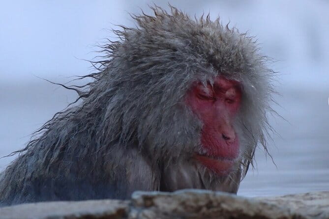 Snow Monkey Nagano or Mt Tsukuba Day Tour by Car English Driver - Nagano Snow Monkey Tour
