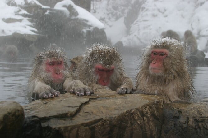 Snow Monkey Park and Miso Production Tour Bullet Train From Tokyo - Transportation and Meeting Details