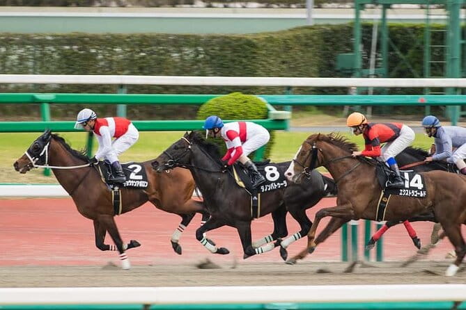 Tokyo Horse Racing and Gambling Tour - Tour Highlights