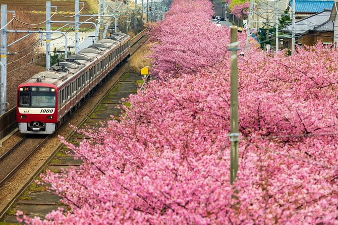 Tokyo Kawazu Sakura Festival With Scenic Train and Pick up - Scenic Train Experience