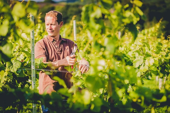 1.5-Hour Swanaford Vineyard Tour And Tasting Experience - Final Thoughts: Who Should Consider This Tour?