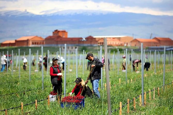 1-Day tour to Aragatsotn Wine region and Wine Route. - Logistics, Price, and Who It’s Perfect For