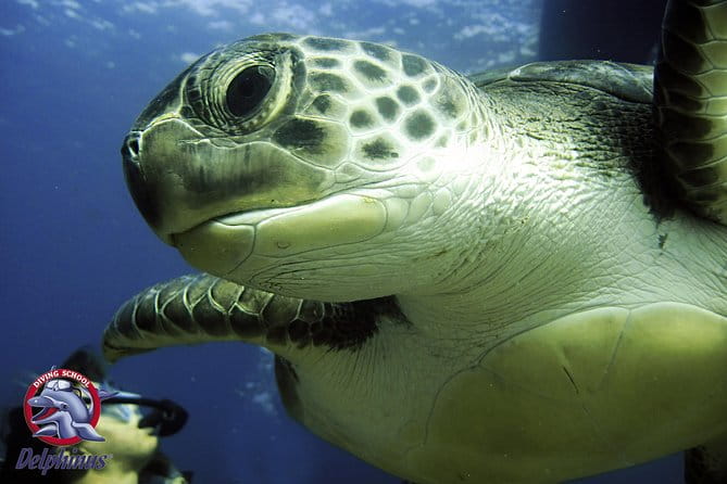 2 Diving Sites Scuba Diving Package in Gran Canaria - The Boat Ride: Calm Seas and Stunning Views