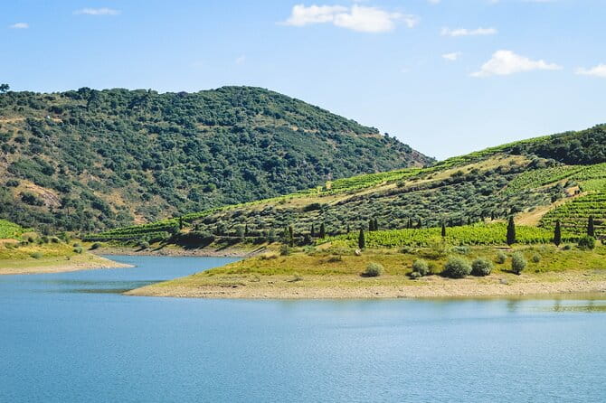 3-Hour Private Wine Tasting in Quinta da Vineadouro with Lunch - The Wine Tasting: A Deep Dive into Douro’s Old Vines