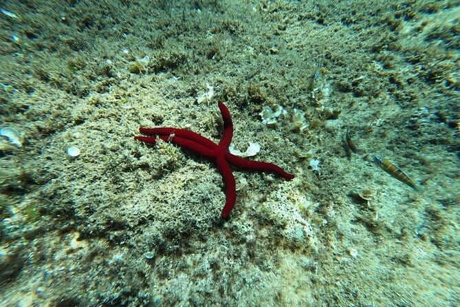 3 Hours Activities Snorkeling Villasimius Isle of Cabbage - FAQ